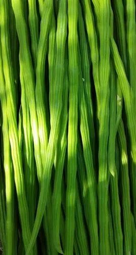 a grade export quality fresh drumstick 500x500[1]